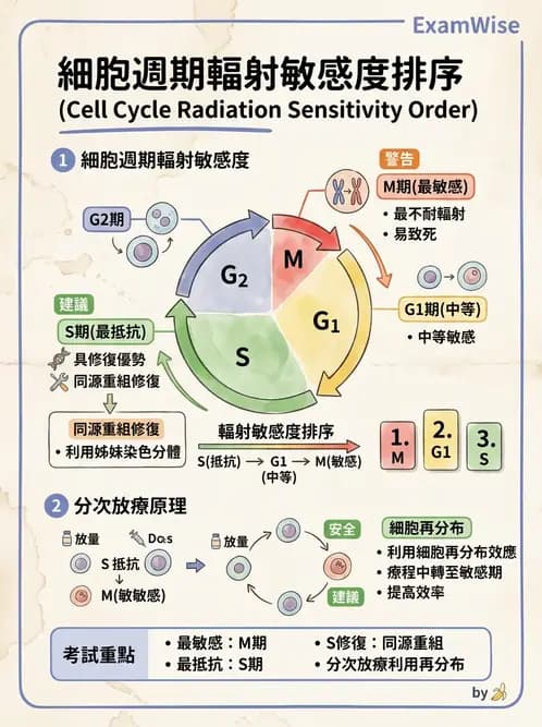 放射 - 細胞存活曲線與週期 - AI 圖文解析預覽