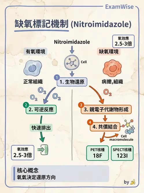 放射 - LET、RBE、OER與復氧效應 - AI 圖文解析預覽