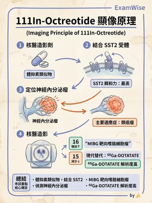 放射 - 標靶受體腫瘤造影 - AI 圖文解析預覽