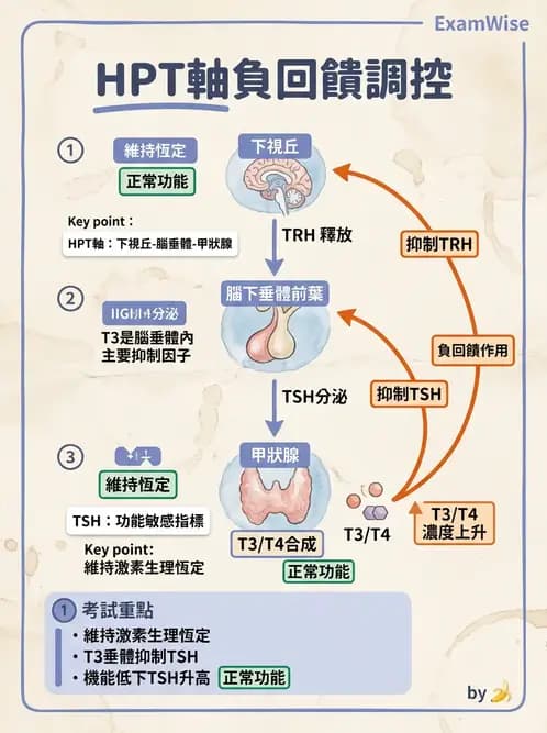 放射 - 甲狀腺造影 - AI 圖文解析預覽