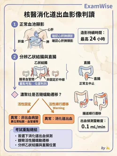 放射 - 消化道造影 - AI 圖文解析預覽