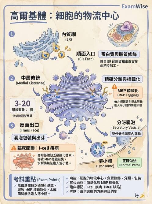 護理師 - 細胞生理 - AI 圖文解析預覽