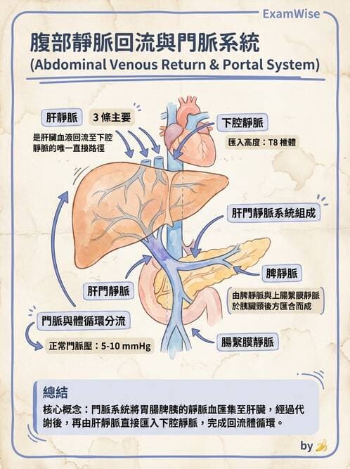 護理師 - 循環系統 - AI 圖文解析預覽