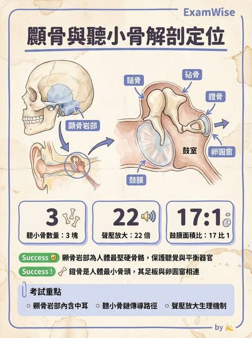 護理師 - 骨骼、肌肉系統 - AI 圖文解析預覽