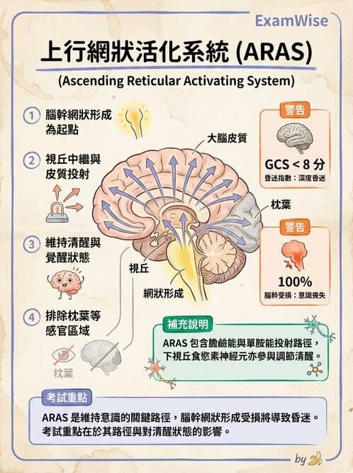 護理師 - 腦功能、自主神經與感覺 - AI 圖文解析預覽