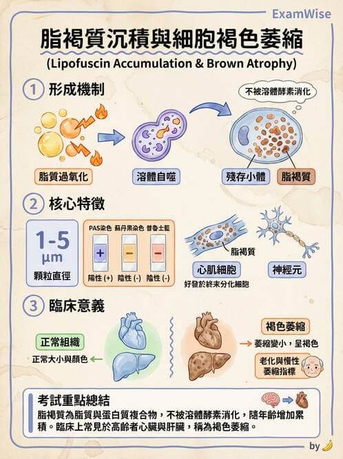 護理師 - 發炎、細胞傷害及修復 - AI 圖文解析預覽