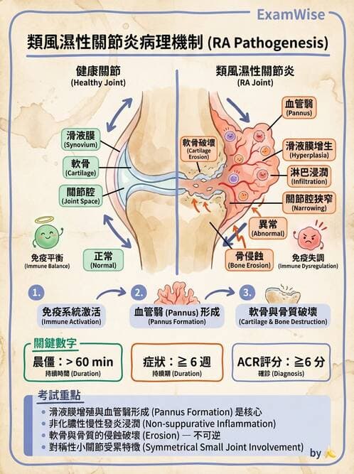 護理師 - 骨骼肌肉系統 - AI 圖文解析預覽