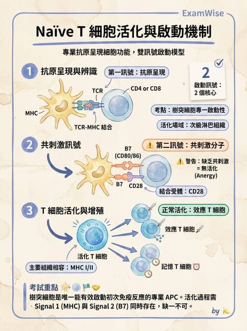 護理師 - 免疫系統組成、抗原-抗體、補體、先天性免疫 - AI 圖文解析預覽
