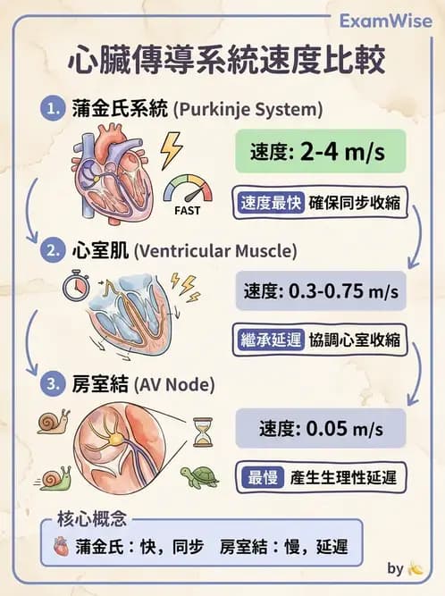 醫檢師 - 心電圖基礎與判讀 - AI 圖文解析預覽