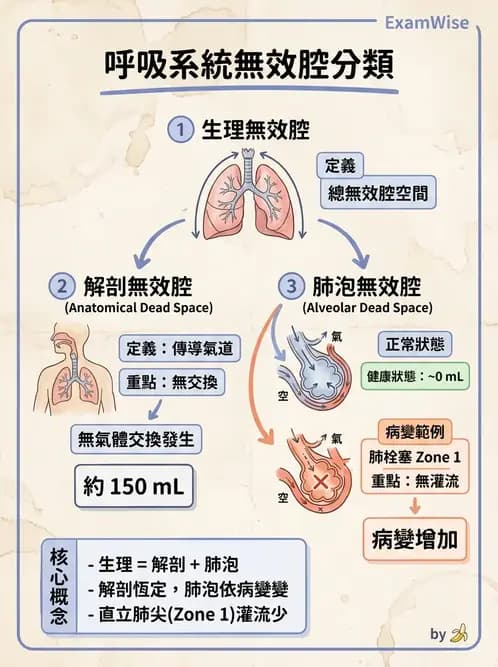 醫檢師 - 肺功能基礎與指標 - AI 圖文解析預覽