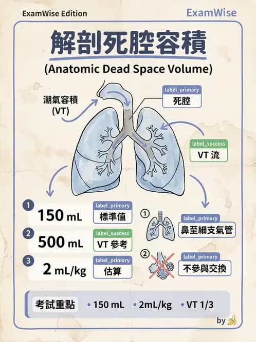醫檢師 - 肺功能基礎與指標 - AI 圖文解析預覽