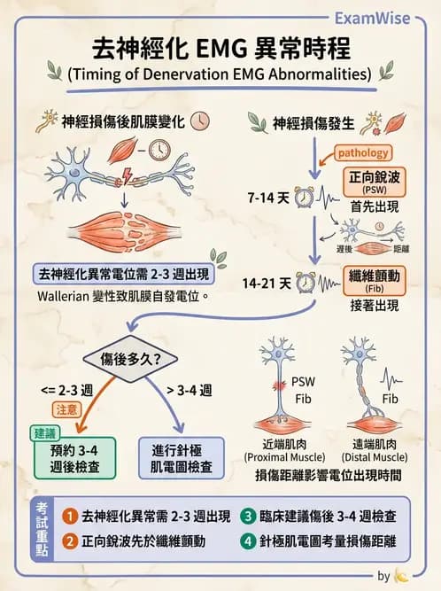 醫檢師 - 神經肌肉與睡眠檢查 - AI 圖文解析預覽