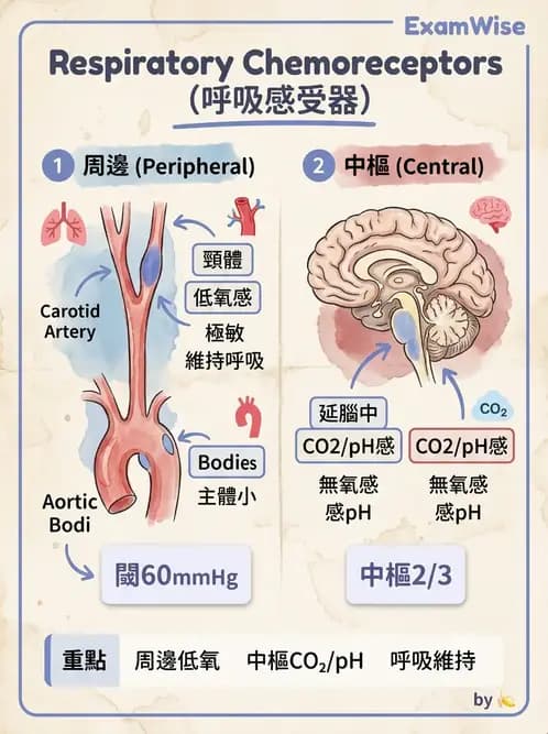 醫檢師 - 肺功能判讀與氣體交換 - AI 圖文解析預覽