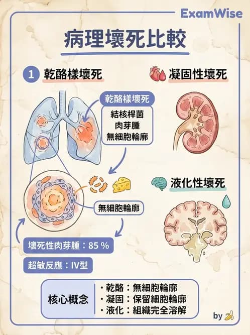 醫檢師 - 細胞傷害、發炎與修復 - AI 圖文解析預覽