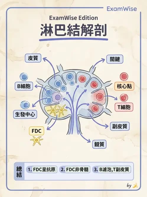 醫檢師 - 免疫疾病 - AI 圖文解析預覽