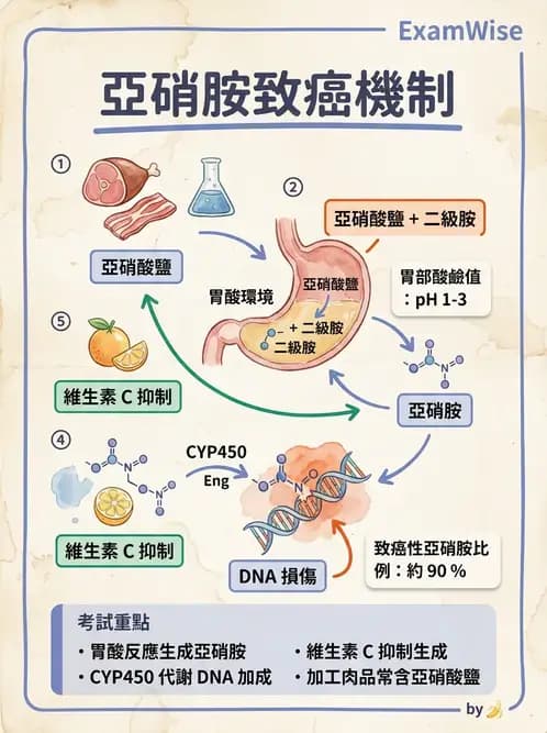 醫檢師 - 物理和化學傷害及營養疾病 - AI 圖文解析預覽