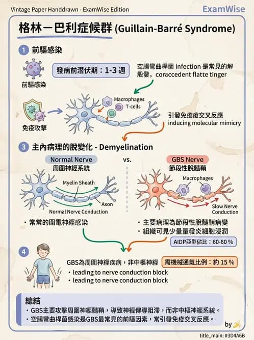 醫檢師 - 神經系統疾病 - AI 圖文解析預覽