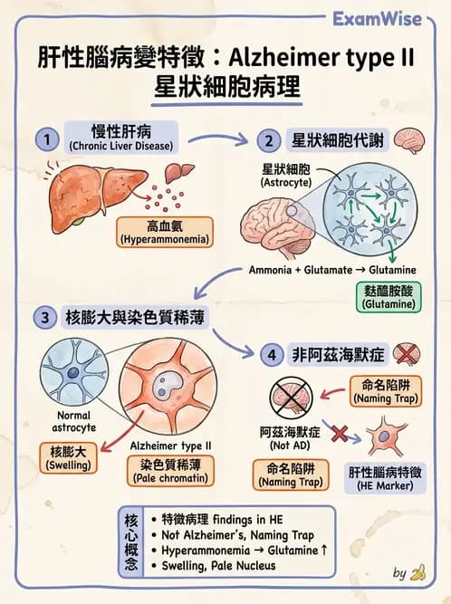 醫檢師 - 神經系統疾病 - AI 圖文解析預覽