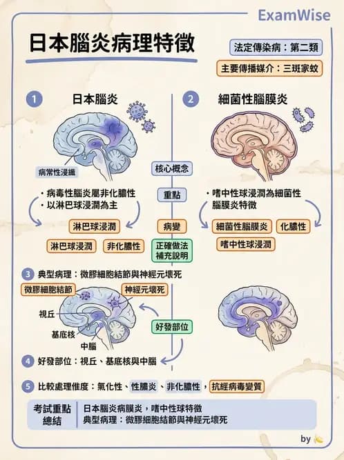 醫檢師 - 神經系統疾病 - AI 圖文解析預覽