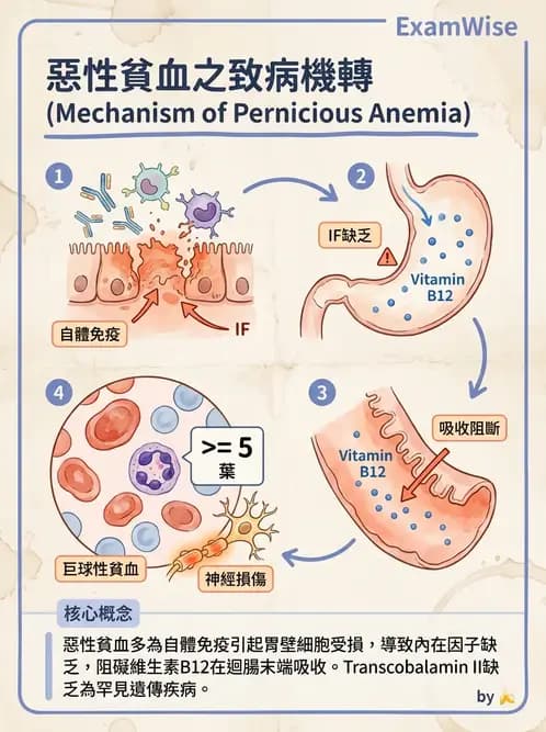 醫檢師 - 貧血診斷與營養缺乏性貧血 - AI 圖文解析預覽