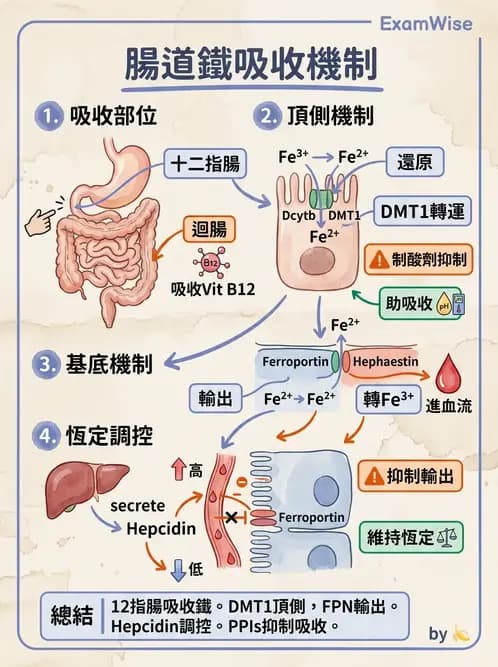 醫檢師 - 貧血診斷與營養缺乏性貧血 - AI 圖文解析預覽