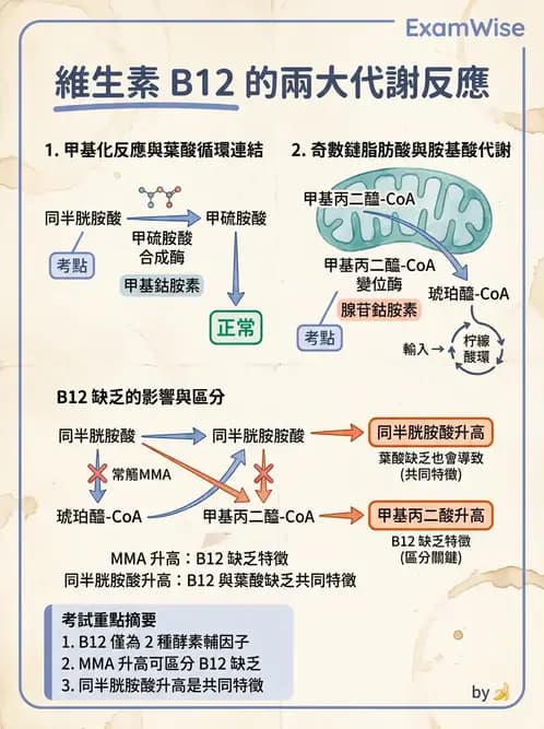醫檢師 - 貧血診斷與營養缺乏性貧血 - AI 圖文解析預覽