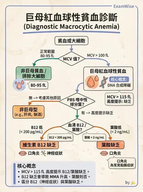 醫檢師 - 貧血診斷與營養缺乏性貧血 - AI 圖文解析預覽