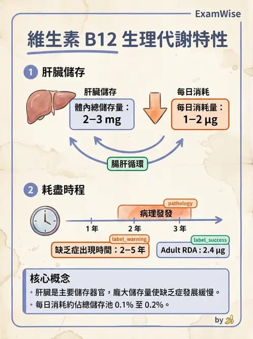 醫檢師 - 貧血診斷與營養缺乏性貧血 - AI 圖文解析預覽