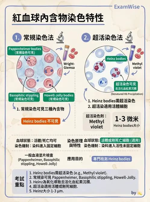醫檢師 - 紅血球生理與形態 - AI 圖文解析預覽