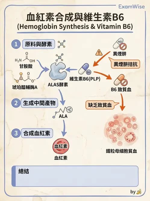 醫檢師 - 紅血球生理與形態 - AI 圖文解析預覽