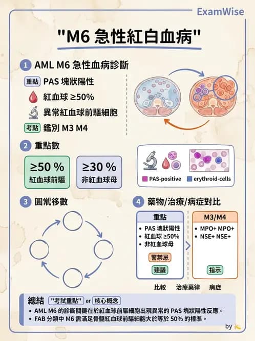 醫檢師 - 急性白血病 - AI 圖文解析預覽