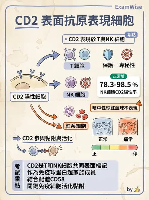 醫檢師 - 白血球生理與形態 - AI 圖文解析預覽