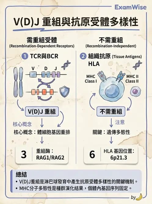 醫檢師 - 白血球生理與形態 - AI 圖文解析預覽