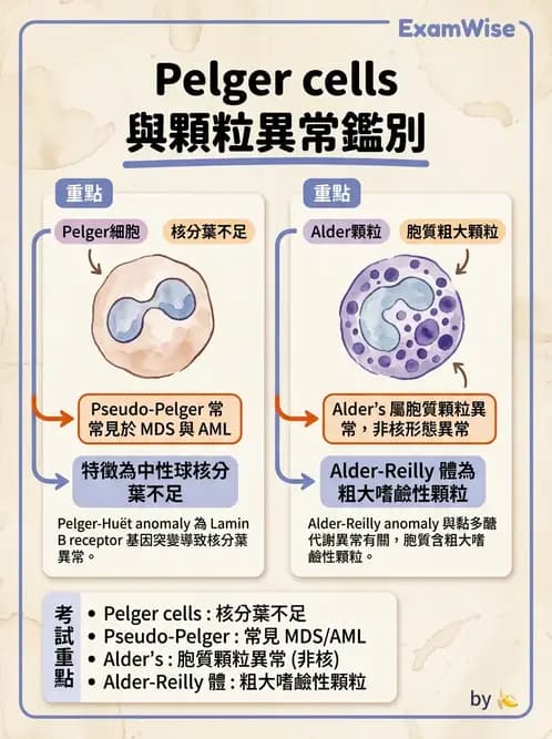 醫檢師 - 淋巴瘤、漿細胞疾病與白血球異常 - AI 圖文解析預覽