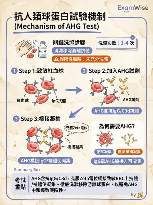 醫檢師 - 血液成分製備與輸血檢查 - AI 圖文解析預覽