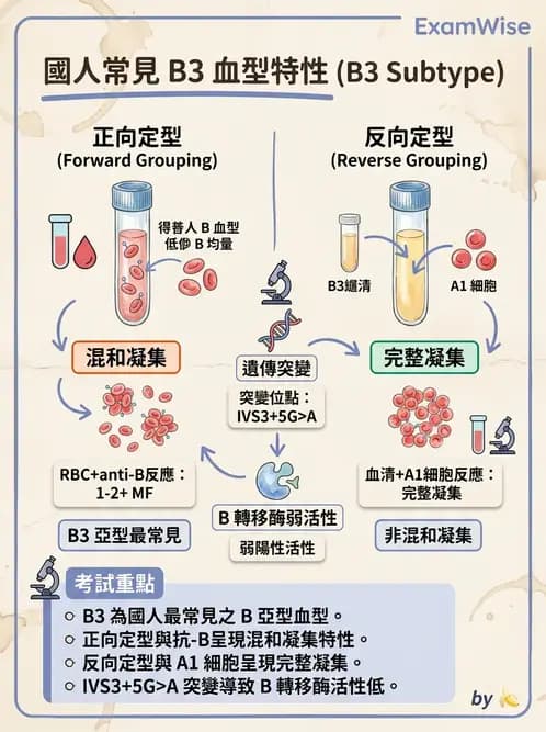 醫檢師 - 紅血球抗原與血型系統 - AI 圖文解析預覽