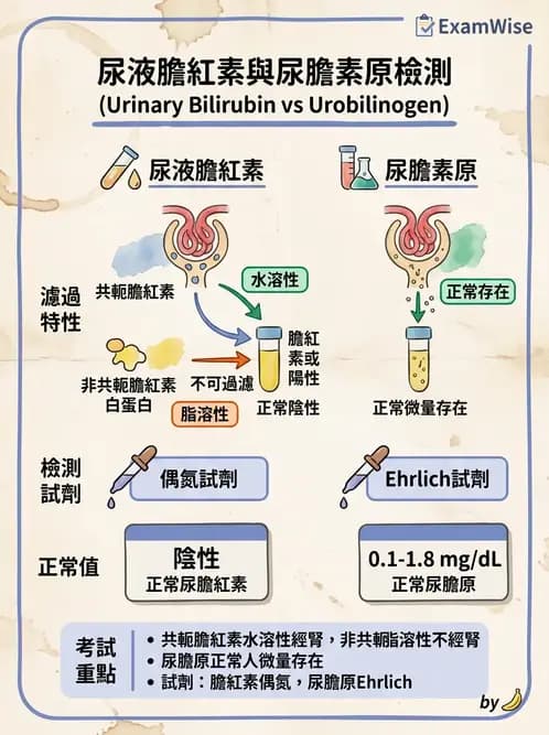 醫檢師 - 尿液化學檢驗 - AI 圖文解析預覽