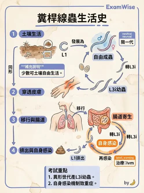 醫檢師 - 寄生蟲檢查-蠕蟲類 - AI 圖文解析預覽
