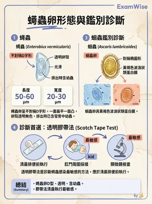 醫檢師 - 寄生蟲檢查-蠕蟲類 - AI 圖文解析預覽