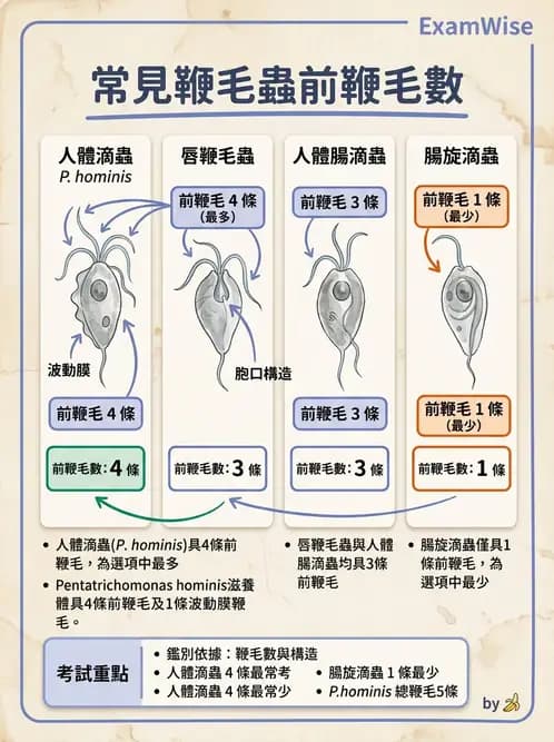 醫檢師 - 寄生蟲檢查-原蟲類 - AI 圖文解析預覽