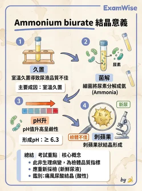 醫檢師 - 尿沉渣鏡檢與物理檢查 - AI 圖文解析預覽