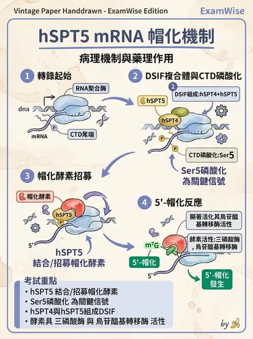 醫檢師 - 基礎分子生物學 - AI 圖文解析預覽