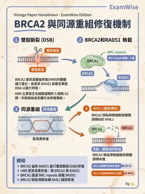 醫檢師 - 基礎分子生物學 - AI 圖文解析預覽