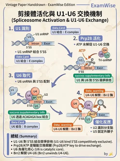 醫檢師 - 基礎分子生物學 - AI 圖文解析預覽