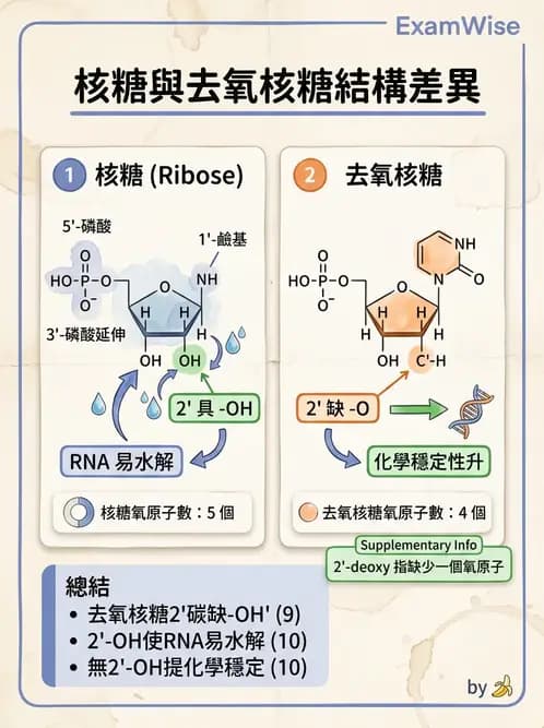 醫檢師 - 基礎分子生物學 - AI 圖文解析預覽