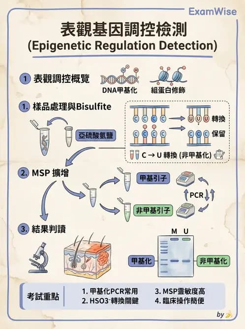 醫檢師 - 定序電泳與表觀分析 - AI 圖文解析預覽