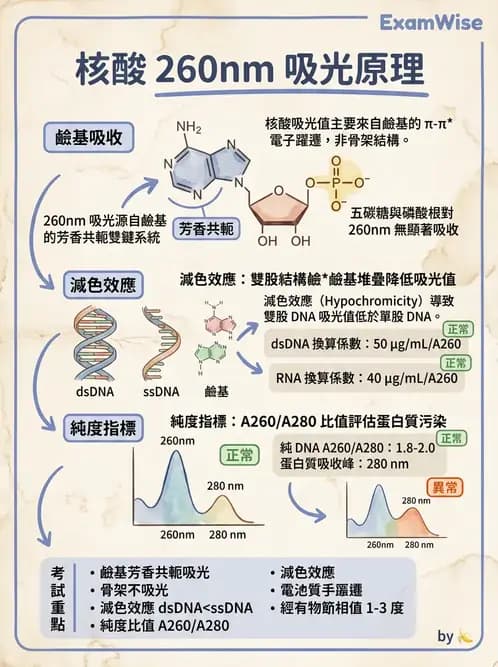 醫檢師 - 基礎分子生物學 - AI 圖文解析預覽
