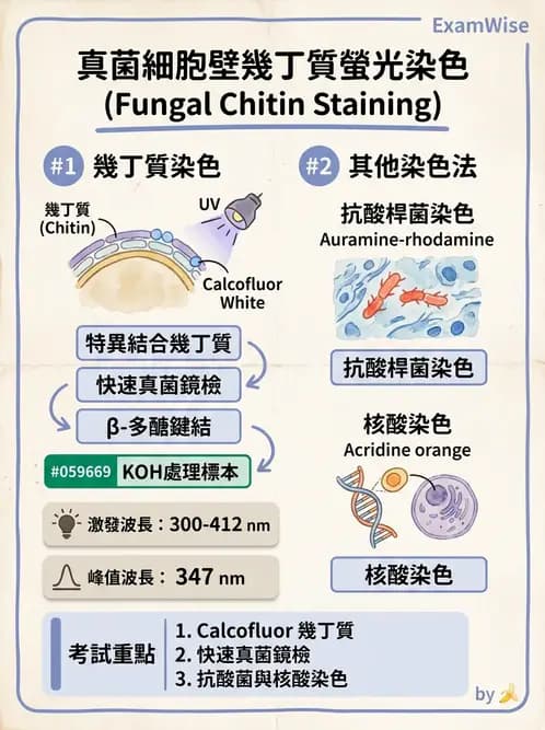 醫檢師 - 真菌診斷與治療 - AI 圖文解析預覽