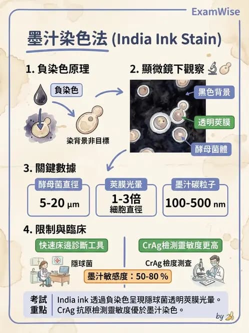 醫檢師 - 真菌診斷與治療 - AI 圖文解析預覽