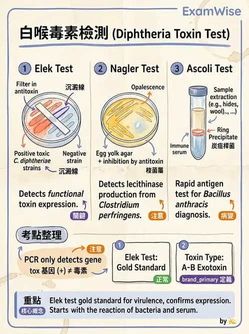 醫檢師 - 鏈球菌與其他革蘭氏陽性桿菌 - AI 圖文解析預覽